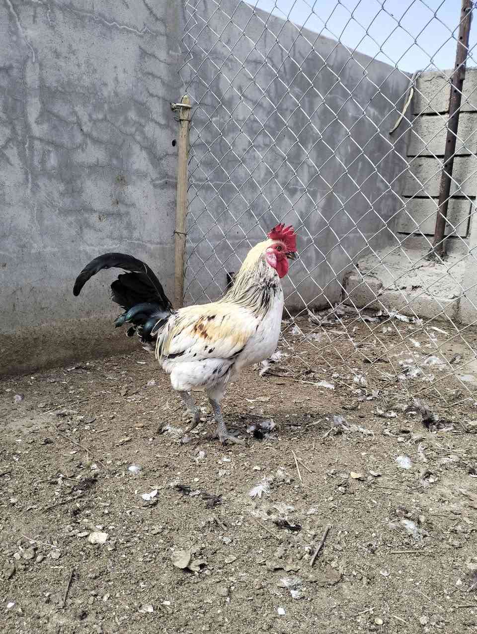 ديوكه • للبيع