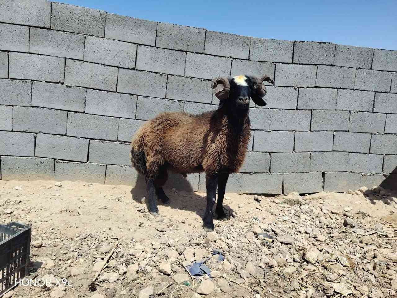 بسم الله تبارك الرحمن ♥
اخوان ماشالله متاح فحل اسود اغر شرط لفحوليه هدد و كضب مبدل 4 سنون فحل خشان وطول فول نصاح شرط سعره 735 مكان الانبار حديثه وتوصيل موجود جميع محافضات العراق حسب لاتفاق الشراي يتصل وبي خير ويدلل *********** وبي واتساب

نص مكتوب في الصور:
- HONOR X9c
