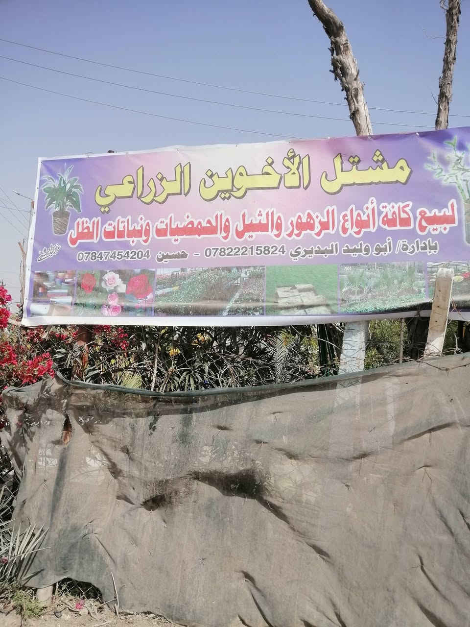 انواع الاشجار بسعار مناسبه موقع المشتل قرب الجامع يم ابو الأسماك شارع مدرسة البصره
