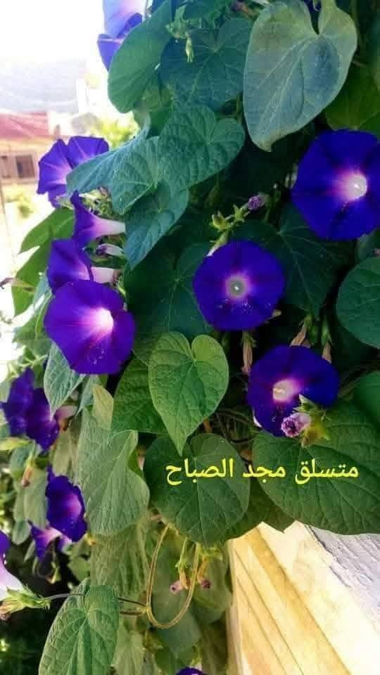 متاح لدينا بذورها بذور نبات ورد متسلق مجد الصباح الوان لطلب والحجز واتساب
*********** السماوه أو مراسلة الصفحه يوجد خدمة توصيل طلبات داخل السماوه ولكافة المحافظات لباب البيت أنواع البذور الاستوائية النادره
