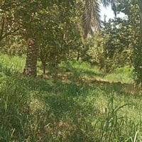 دونم ونص • سند ٢٥ • المدائن الجعاره
