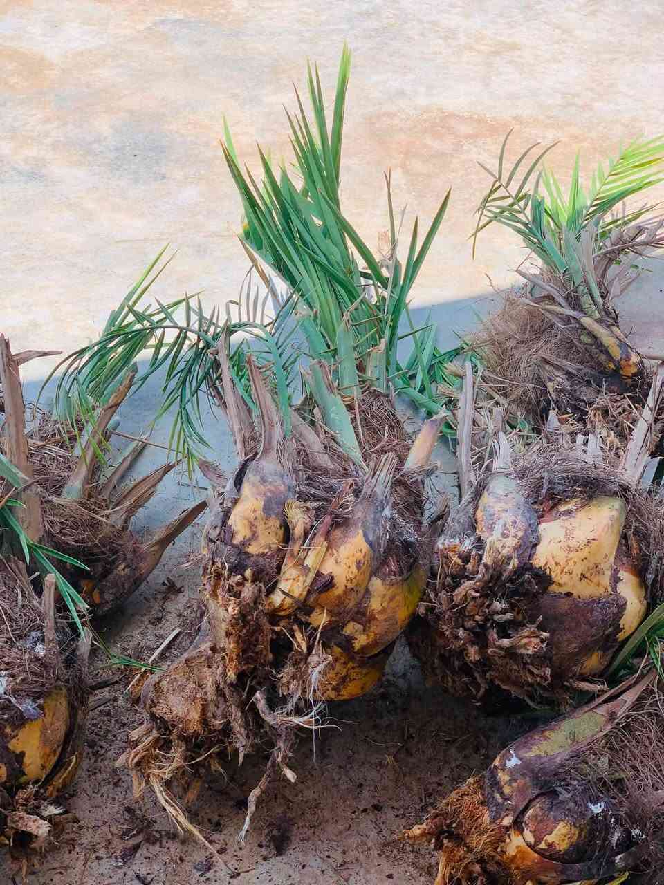 ﷽ 

من الان يبدأ موسم قلع وتحويل الفسائل 🌴
ويعتبر هذا الوقت ⌚️افضل وقت للقلع وزراعة الفسيل 

نشتغل شلون ما تريد 
تريد بالاجرة يرهم
تريد الفسائل بالنص هم يرهم 
عندك نخلة مخيشة من الفسائل اجي انضفها وبالمقابل اخذ الفسائل 

للأتصال ***********
