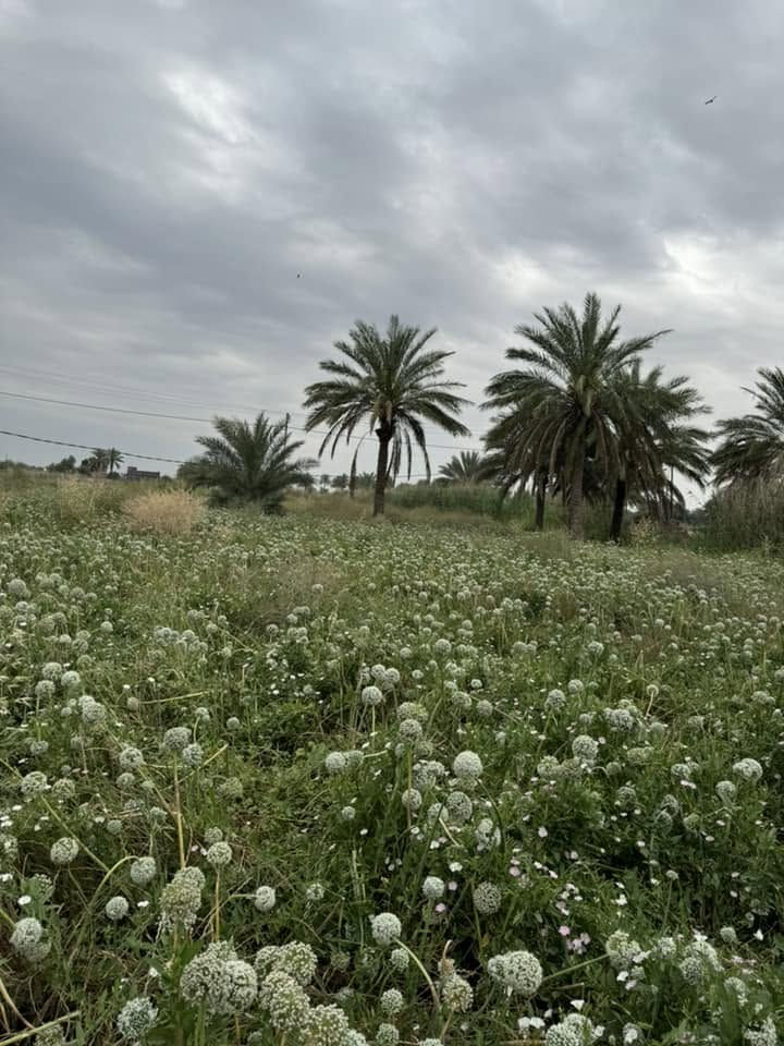 آرض لبيع المساحه ٢٨
تحتوي على ٩دونم تين بني مسلم 
والباقيه صالحه لزراعه 
نخيل اصناف متنوعه 
ماي كهرباء تبليط 
العنوان بابل الكفل
الأستفسار ***********
