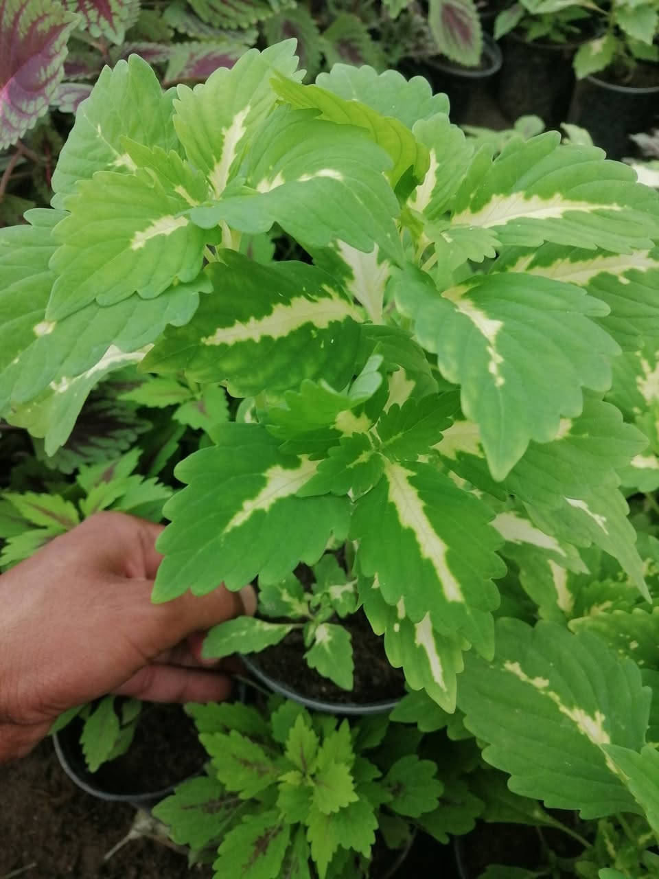 سجاد • اسعار بلاش • توصيل لباب البيت