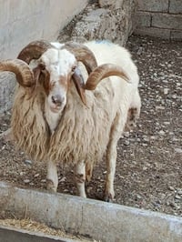 چبش • شرط نصاحه • بيجي