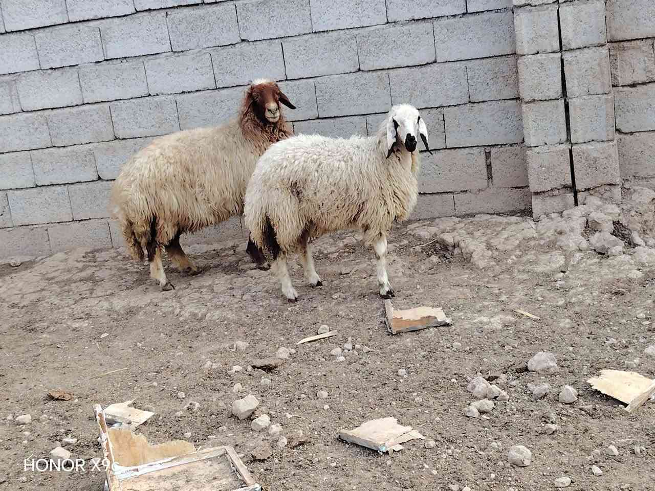 نعجه • ودجه • زوج