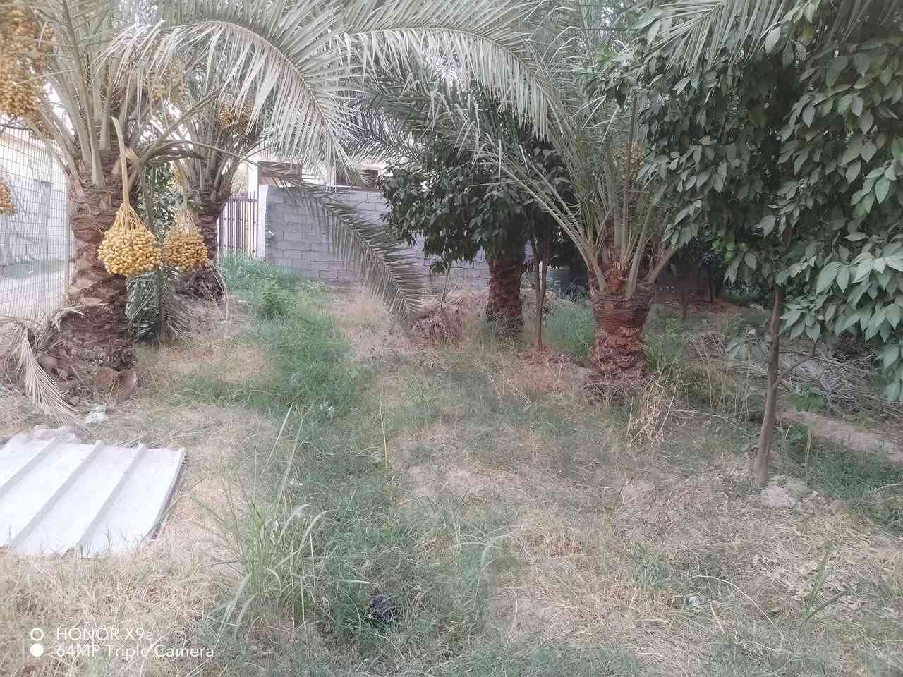 السلام عليكم بستان مساحته ٤٠٠ متر واجهه ١٤ يحتوي ع ٢٠ نخله و٢٠ حمضيات سند ٢٥ الموقع الدوره بوعيثه ع  السده ركن للاستفسار ***********
