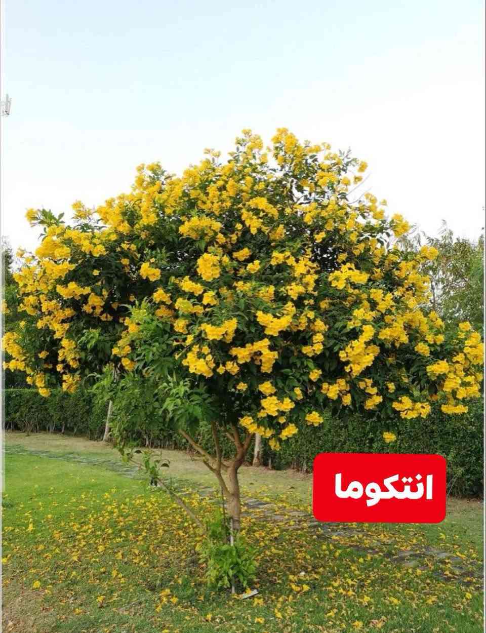 مشتل جوري • اشجار زينة • اكاسيا مصري