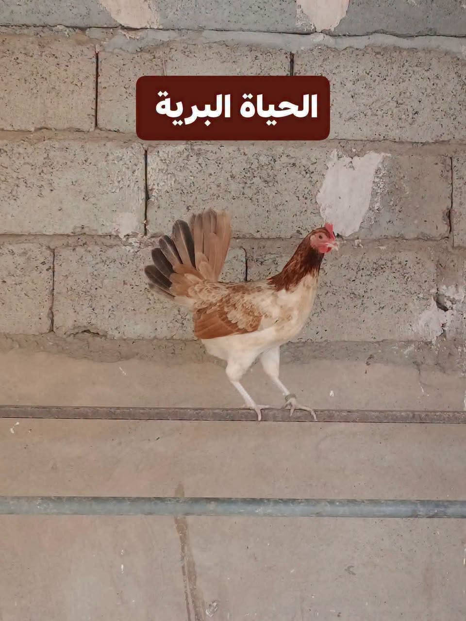 السلام عليكم متاح افراخ كويتي مطوك وكريمي وفري من هذا الحلال ماخذات لتهاب صره صحه خير من الله مكاني ديالى قرب سيطرة الغالبيه ***********
