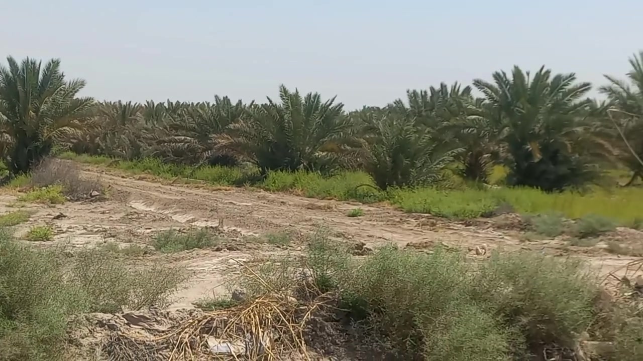 طريق سومر عفك • ٣ دوانم • طابو سند ٢٥