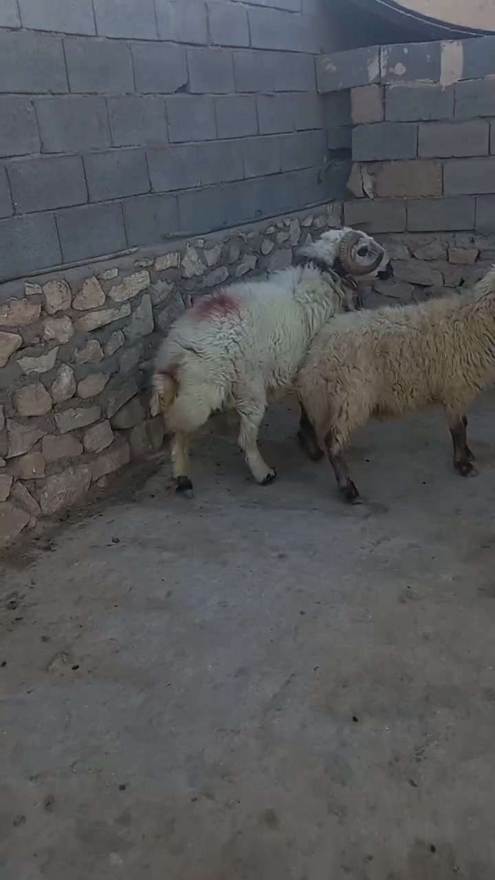 مكلف بالنشر جبش خشانه فول تريده لحم تريد جنيه هذا رقم صاحبه ***********
