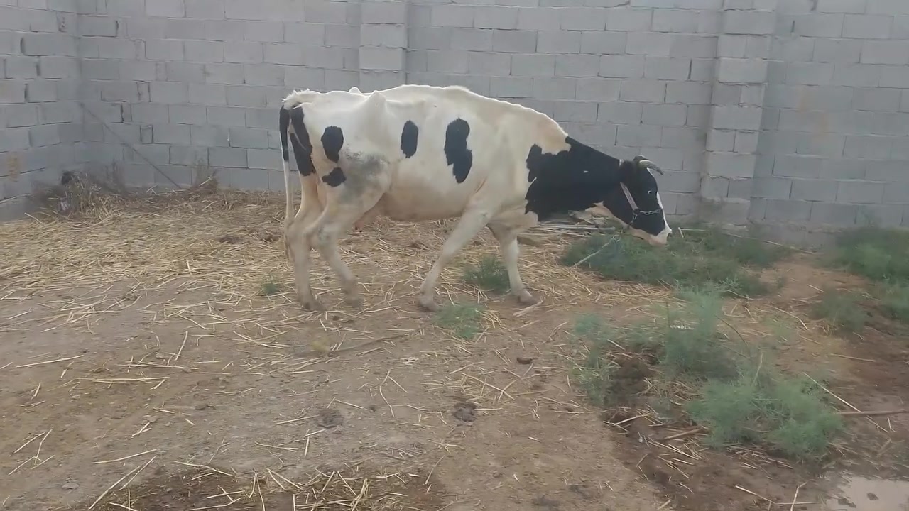 فول • مواصفات • قضاء الأحرار