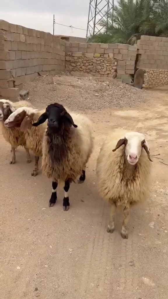 حديثه • الخفاجية • زوج