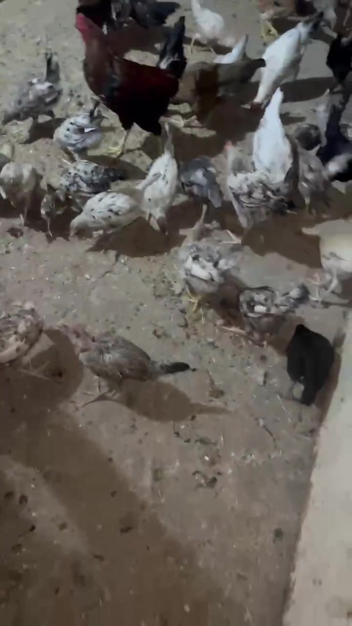 بسم الله مشاء الله اللهم صل على نبينا محمد وعلى ال محمد
اخوان توفر هاذا الحلال فراريج كويتي نقشات كلش حلوة مثل ماموضح بل فديو عدد خير من الله ومتوفر دجاج عرب وديوجة عاليات كلش حلوات تريد شلع تريد بس الصغار اني حاضر الفراريج  زوج 16 وال أمايات زوج 25 عرب درجة اولاً مع وجود ديج هراتي عالي وخشن مرتب كلش مع وجود دجاجات عدد ثنين جواهن افراخ كلش حلوة كلشي موضح بل تصوير
العنوان : بغداد التاجي منشأة نصر منطقة ابو صريويل قرب مدرسة بيروت الابتدائية 
رقم هاتف 📞 *********** في حال عدم الرد 

 هاذا الرقم موجود.  ‭***********‬

وتساب ***********
