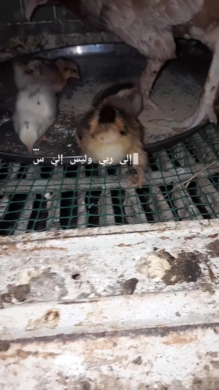 متاح دجاجة وراهة 4 افراخ منشأة نصر جامع الودود ميمونة ***********
