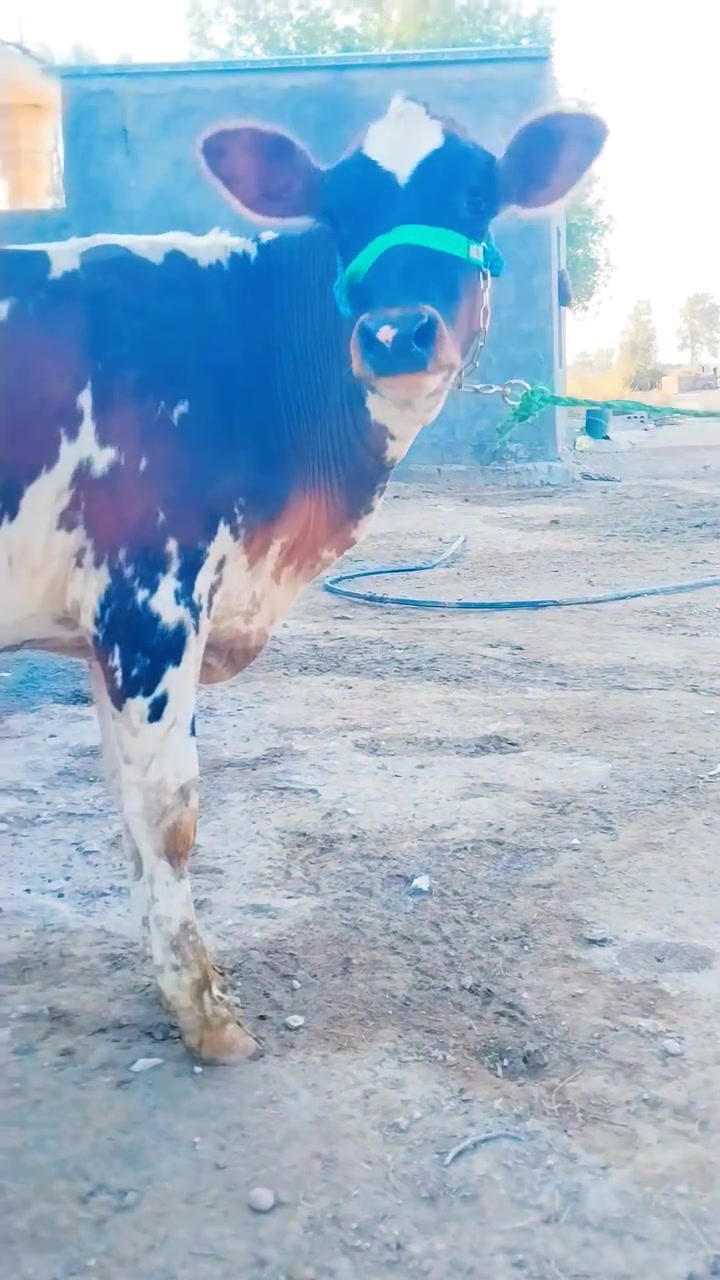 ***********      واتساب
اباجير 3جوه صدر الفحل وحده جمه بيهن من امهات حلابات بخت الجناي مكاني بابل
