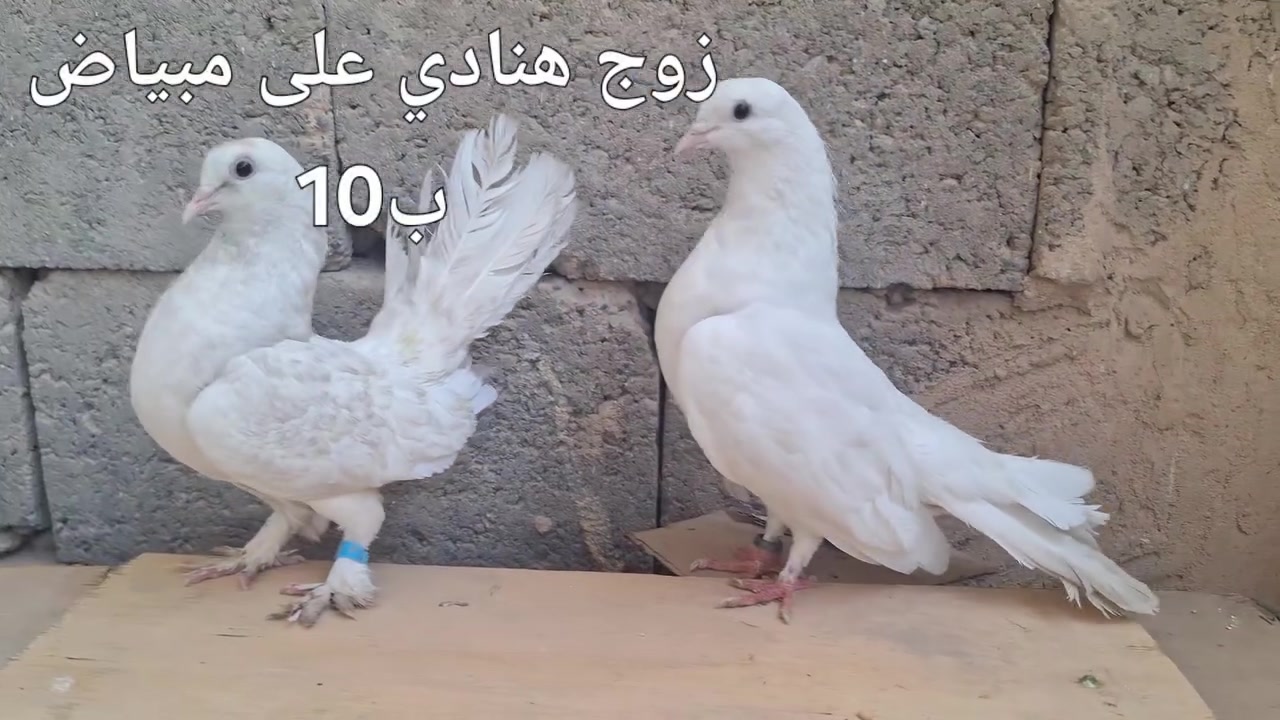 تكريت القادسية قطعه 500
***********
