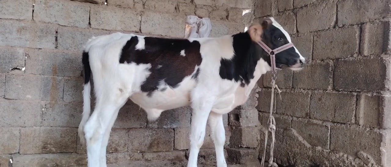 جنس زراعيه • درجة أولى • سديره سفلئ