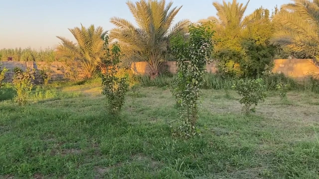 سلام عليكم   ١٥٠٠/للبيع /المدائن قرب شارع سيد علي/نزال٣٣/عرض٤٥ /***********
✅الأرض مخدومة بل كامل ماء كهرباء

✅مزروعة بل كامل نخل/حمضيات/عنب

✅سياج بلوك كامل 

✅جنس الأرض طابوسند ٢٥ تحويل ثاني يوم

✅السعر ١٠٠وبيها مجال
