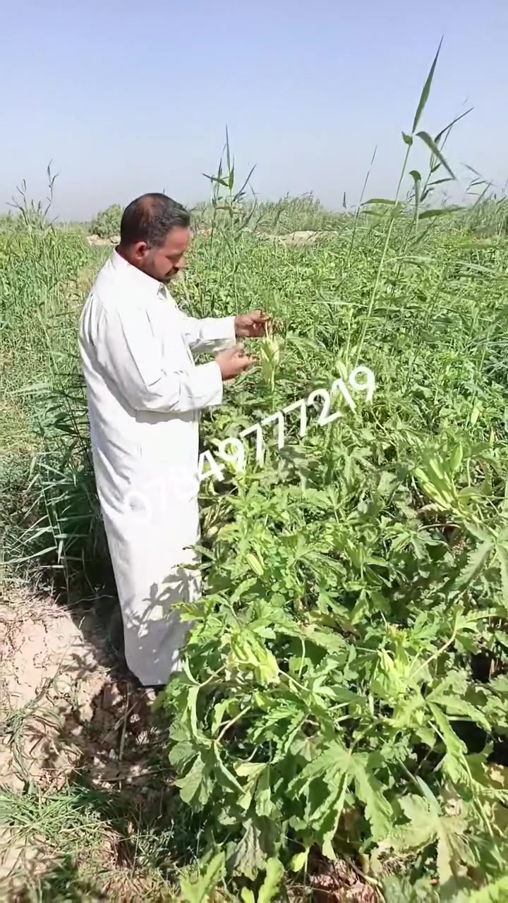 يوجد لدينا بذور باميه فرنسيه للبيع متعهد ضمان شرط الإنتاج علوها شبر تنتج عمرها 40 يوم *********** /***********
