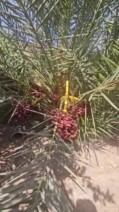 السلام عليكم
انتاج نخيل القرنفلي من تجهيز مشاتلنا 

مشاتل النخيل النسيجي في كربلاء  

ايضا متوفر امايات قرنفلي للبيع 

للاستفسار اتصل ***********

العنوان : كربلاء المقدسة _ قضاء الحر _ منطقة الجماليه _قرب محطة الحر الكبير للوقود
