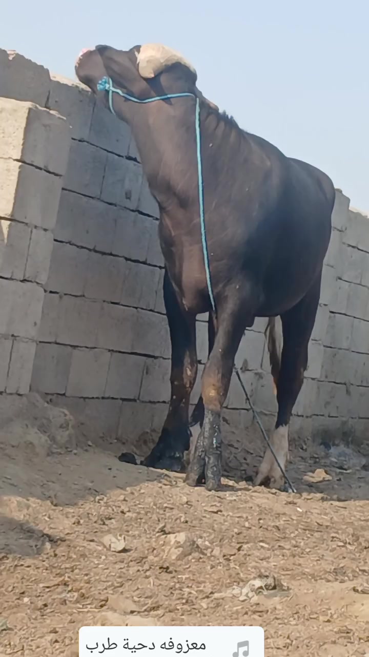 فحلين • فراتي • ميسان