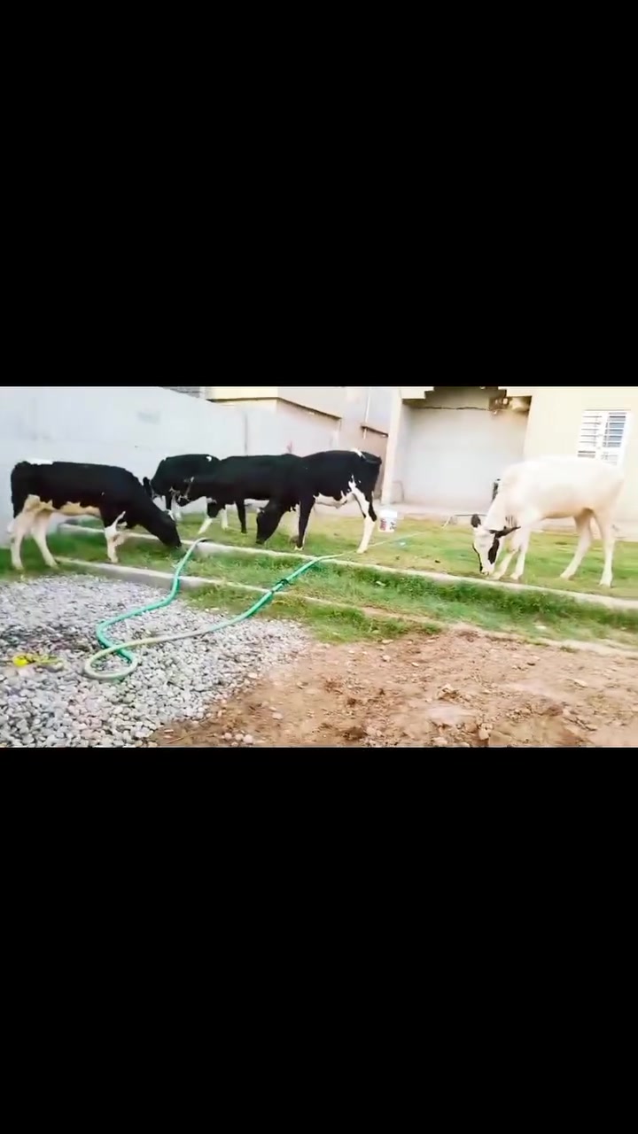 اباجير • ٦ حبات • لقاح امهات اصايل