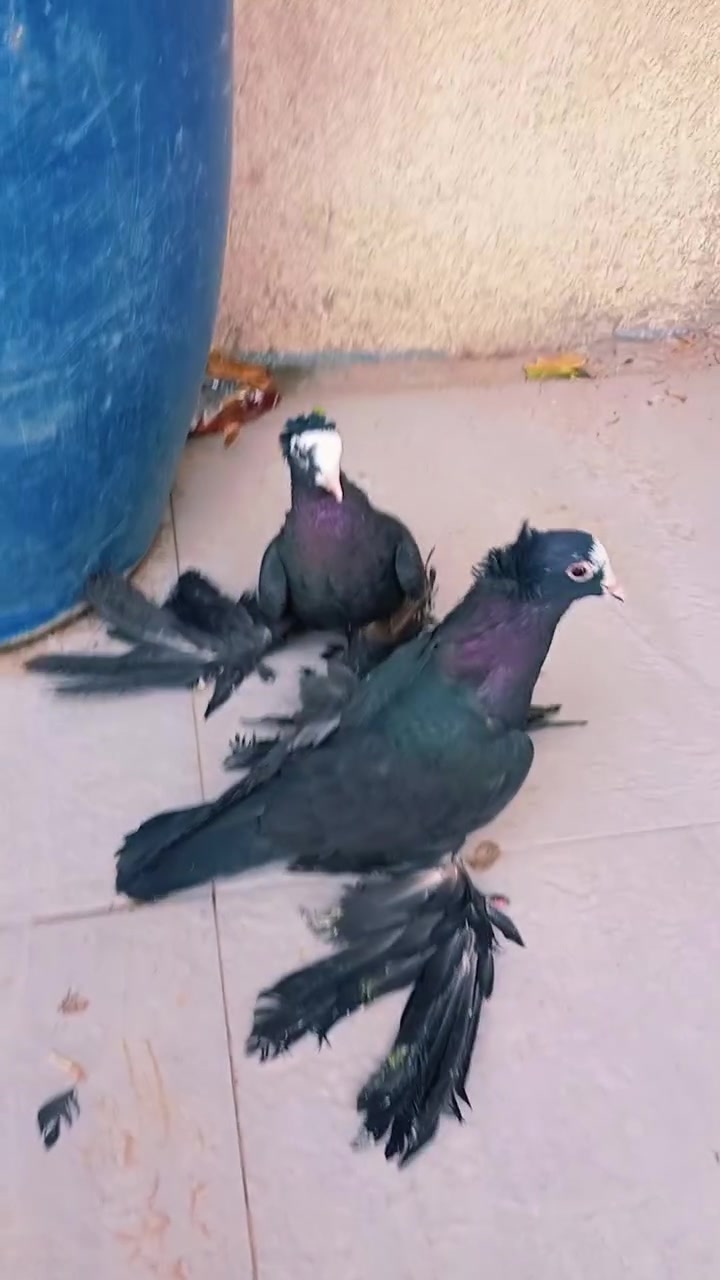 طيره • فحل • كمرليات تحاجيل