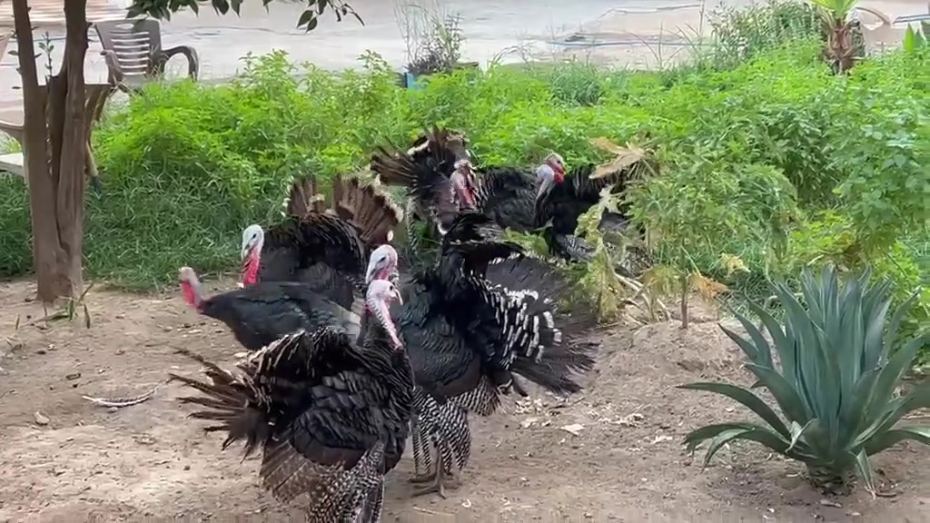 الحجاج • ديوكه شيش • وزن خوش