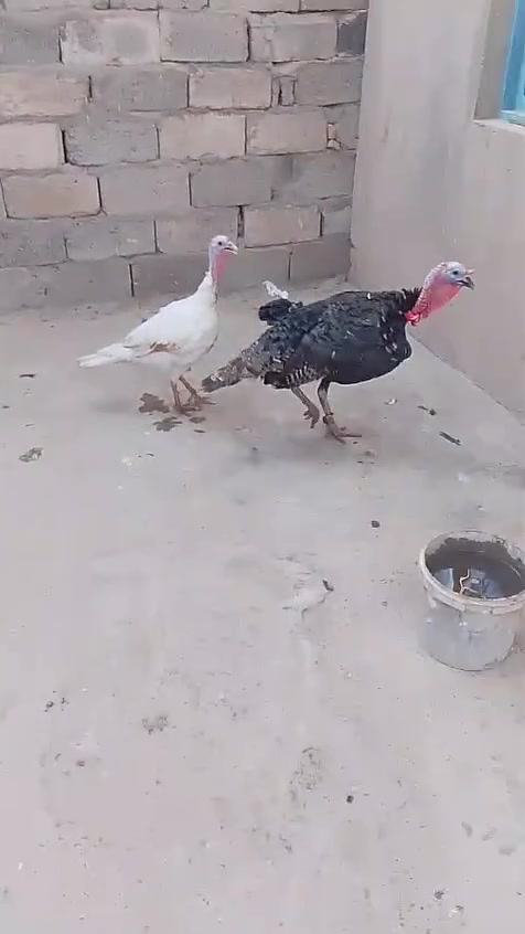 السلام عليكم متاح فحل حايل تريده ذبح تريد لقاح ثكيل وزنه + نصيه ويا حايله بيضه سعر 110 مكاني واسط قطعه صويره ***********
