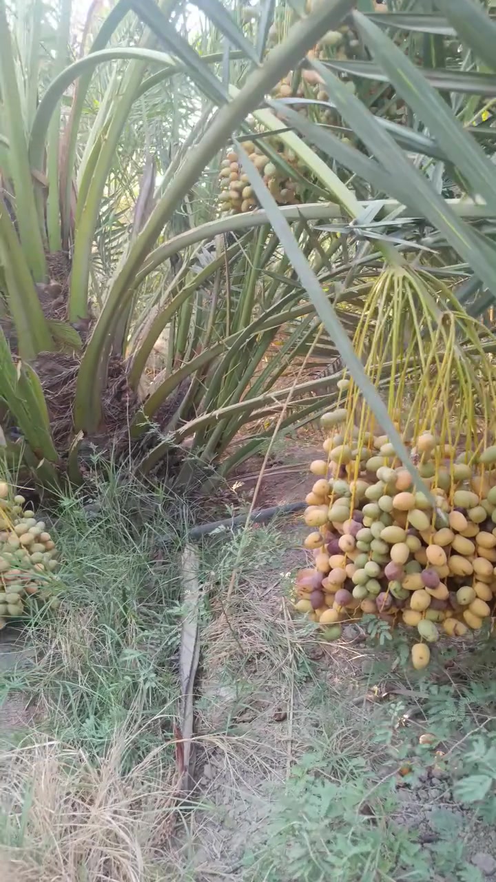 السلام وعليكم إخوان يتوفر لدينا امايات برحي
العنوان البصره ابو لخصيب حمدان ***********
