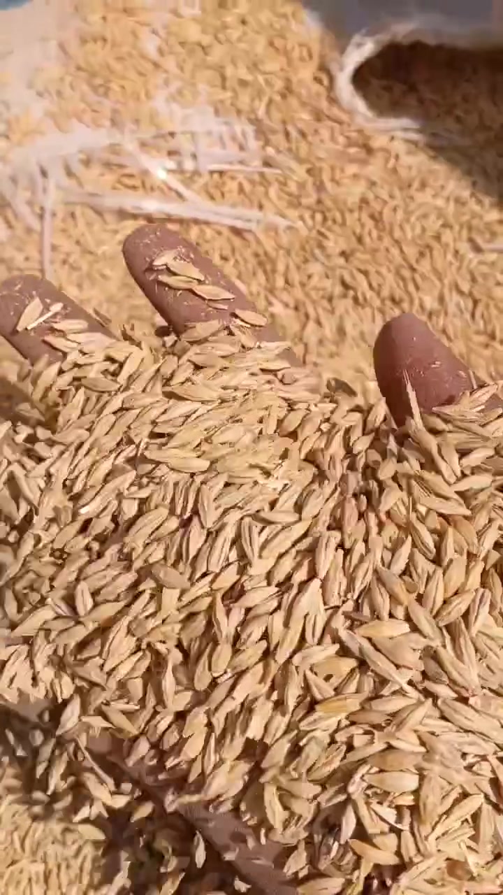 السلام عليكم بذور شعير عراقي درجه اولى بل ديوانيه الستفسار التصال على الرقم ***********
