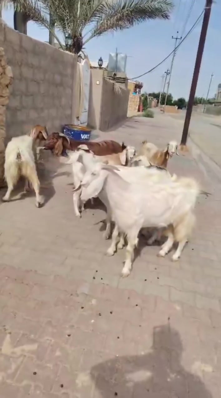 السلام عليكم متاح ٨ جذاع معز مالات جنيه فاخرات سن وشطر ونصاح سعر الزوج ٦٠٠ العنوان حديثه حقلانيه للاستفسار الاتصال على الرقم *********** يوجد توصيل حسب الاتفاق
