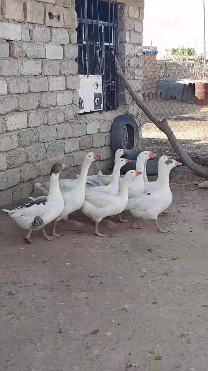 غازات • ١٠ • مجال شراي