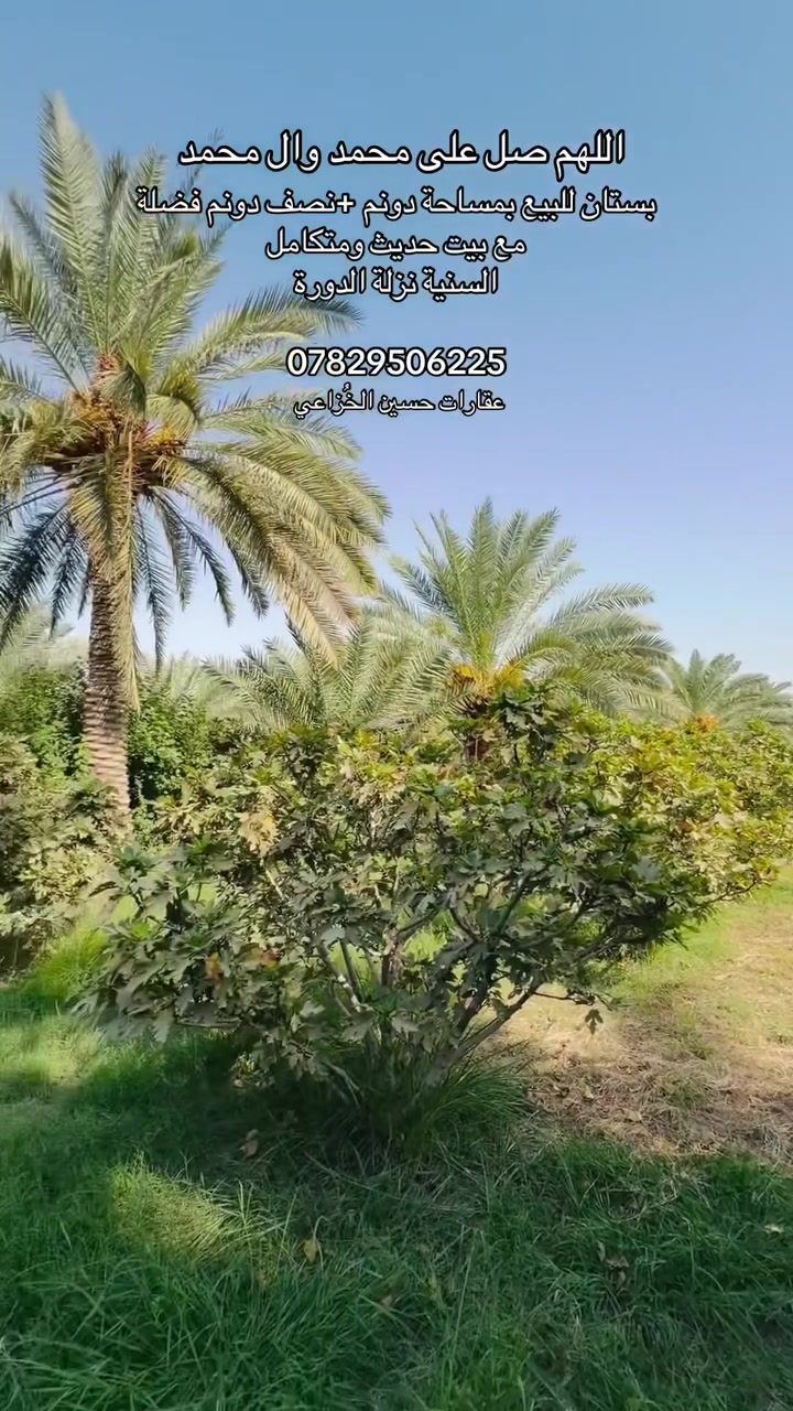 🌴 عرض استثماري مميز | بستان مع منزل حديث للبيع 🌴
فرصة متكاملة لمن يبحث عن الراحة والسكن الراقي مع أرض زراعية مثمرة وموقع متميز وقريب من جميع الخدمات.
تفاصيل العقار:
 المساحة: دونم كامل + فضلة إضافية بمساحة نصف دونم.
 المنزل: بناء حديث (صب كونكريت)، بتصميم مرتب وعصري يتكون من طابقين:
 4 غرف نوم
 صالتين (طابق أرضي وطابق ثاني)
 مطبخ واسع
 استقبال
 مجموعات صحيات داخلية وخارجية (متوفرة في الطابقين)
 حديقة أمامية مرتبة وكراج سيارات
مواصفات البستان والأرض:
 الأشجار: بستان خلف البيت يحتوي على نخيل وتين (جميع الأشجار مثمرة).
 المياه: بئر ماء حلو + ماء إسالة متوفر.
 الكهرباء: متوفرة بالكامل.
 الطريق: طريق تبليط مباشر يصل إلى البستان.
 الخدمات: بالقرب من مدرسة وخدمات عامة.
الموقع والمسافة:
 العنوان: الديوانية - ناحية السنية - نزلة الدورة.
 المسافة: يبعد عن طريق (حلة - ديوانية) مسافة 2700 متر فقط (حوالي 5 دقائق بالسيارة).
📞 للتواصل والاستفسار:
⁠***********
حسين الخزعلي
 او زوروا مكتبنا الواقع في السنية قرب حلويات جوهرة السنية
