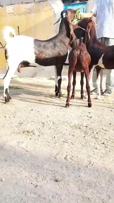 حلال • حامل • توصيل جميع المحافظات