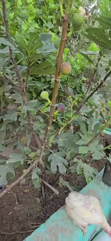 القريه النفطيه • ٦٢٥م • مشتمل ٧٠م