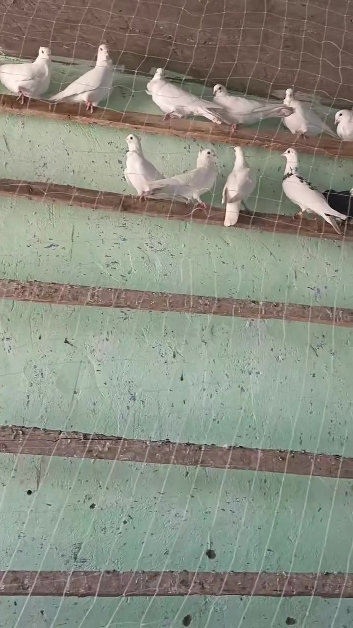 قماري • ٢٠ طير • الحله