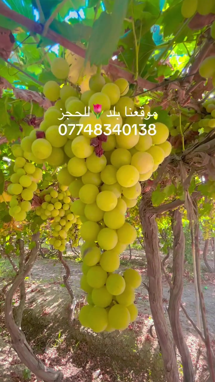 موجود حجز الأربعاء والخميس الشفتات النهاري فقط  من هذا الاسبوع في مزرعة الرضا 🌴🍇🍏🏊بلد
***********
