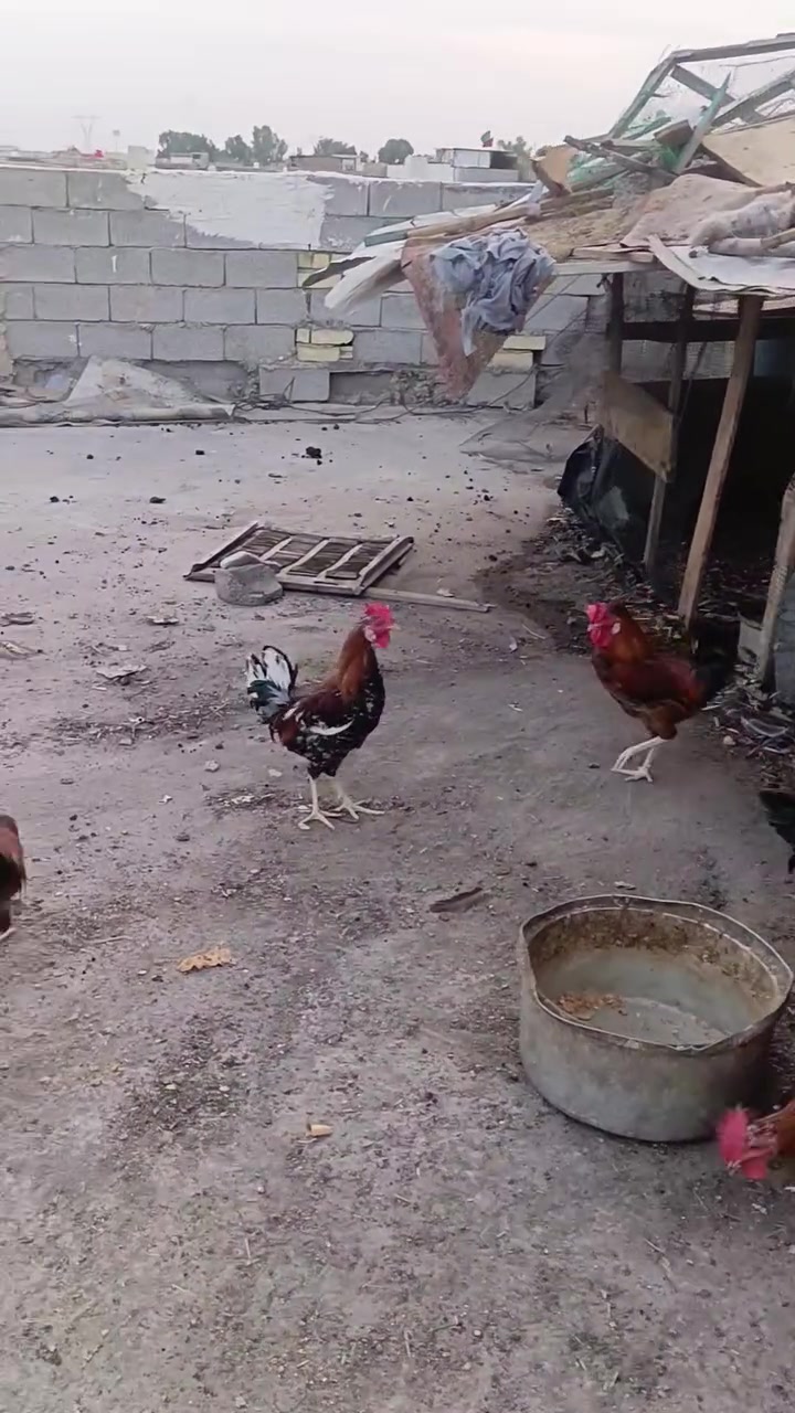 ديوجه • ٧ أزواج • التاجي