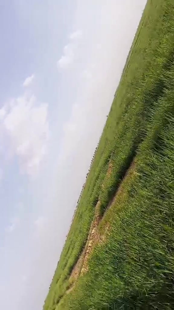 بلرهيمه • ٥٠ دونم • بيت ونخل