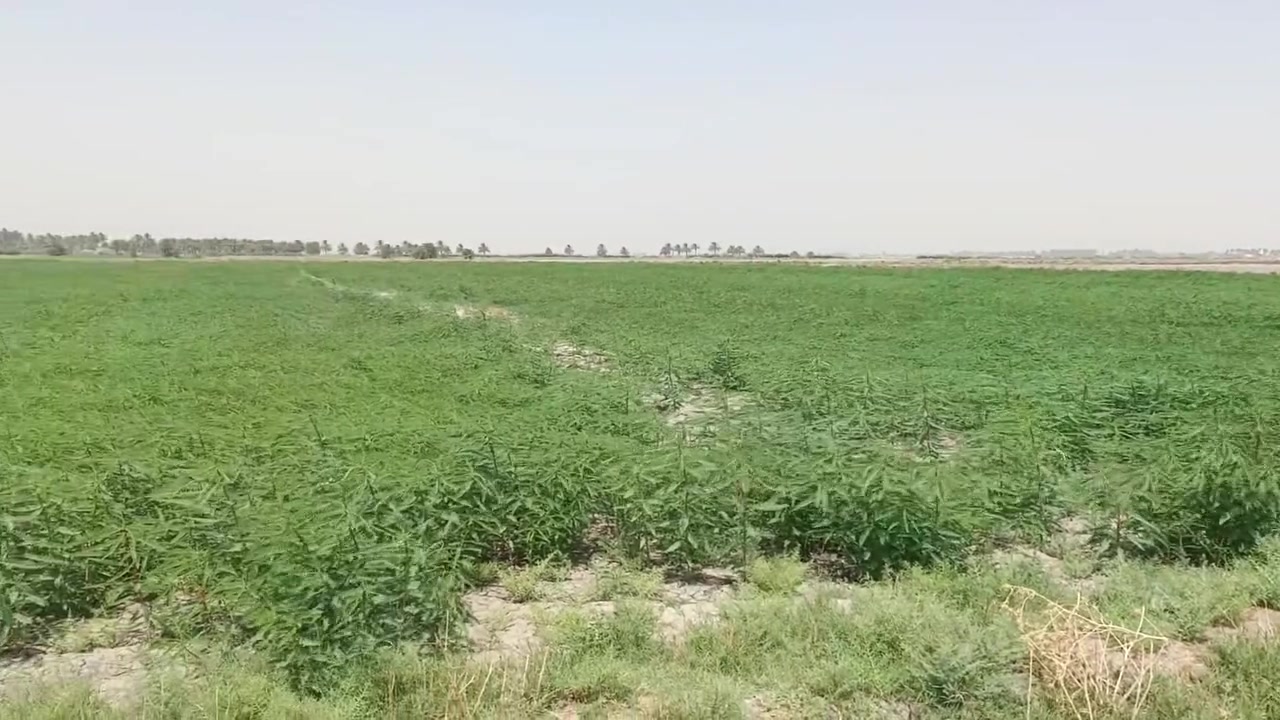 البيع 45 دونم طابو سند 25 بغداد سبع البور منطقت المصالحه وطجاج ***********
