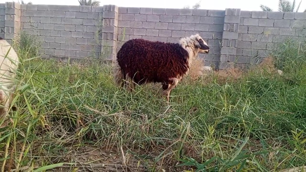 طليان • ذكور ٣ إناث ٢ • كربلاء اليمام