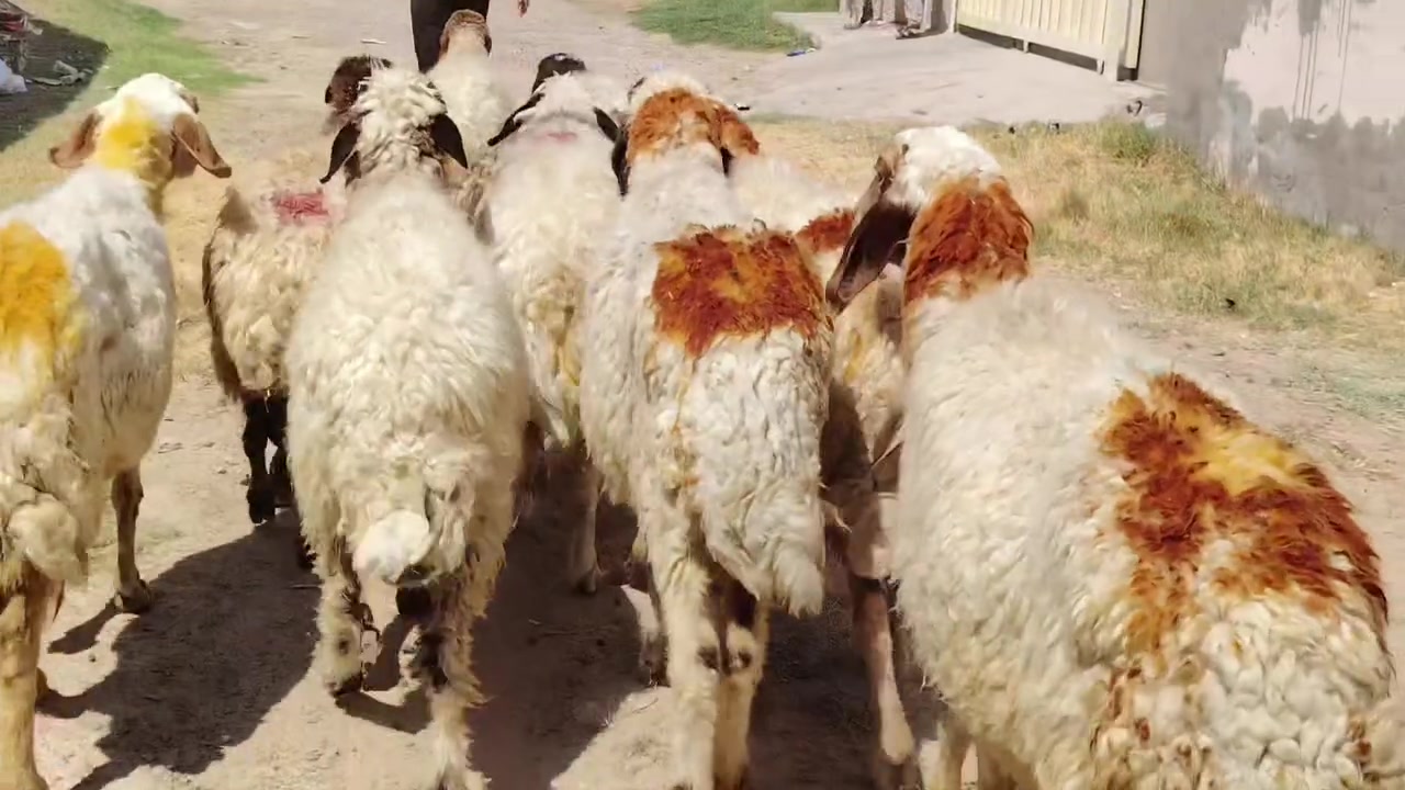 من رخصت الأدمن المحترم
اخوان للبيع نعاج العدد 9 مال مجنوي درجى أولى گصه وحدة مراح واحد خشانه فول شرط مكفولات من كل عيب المكان صلاح الدين بيجي للاتصال *********** /***********
