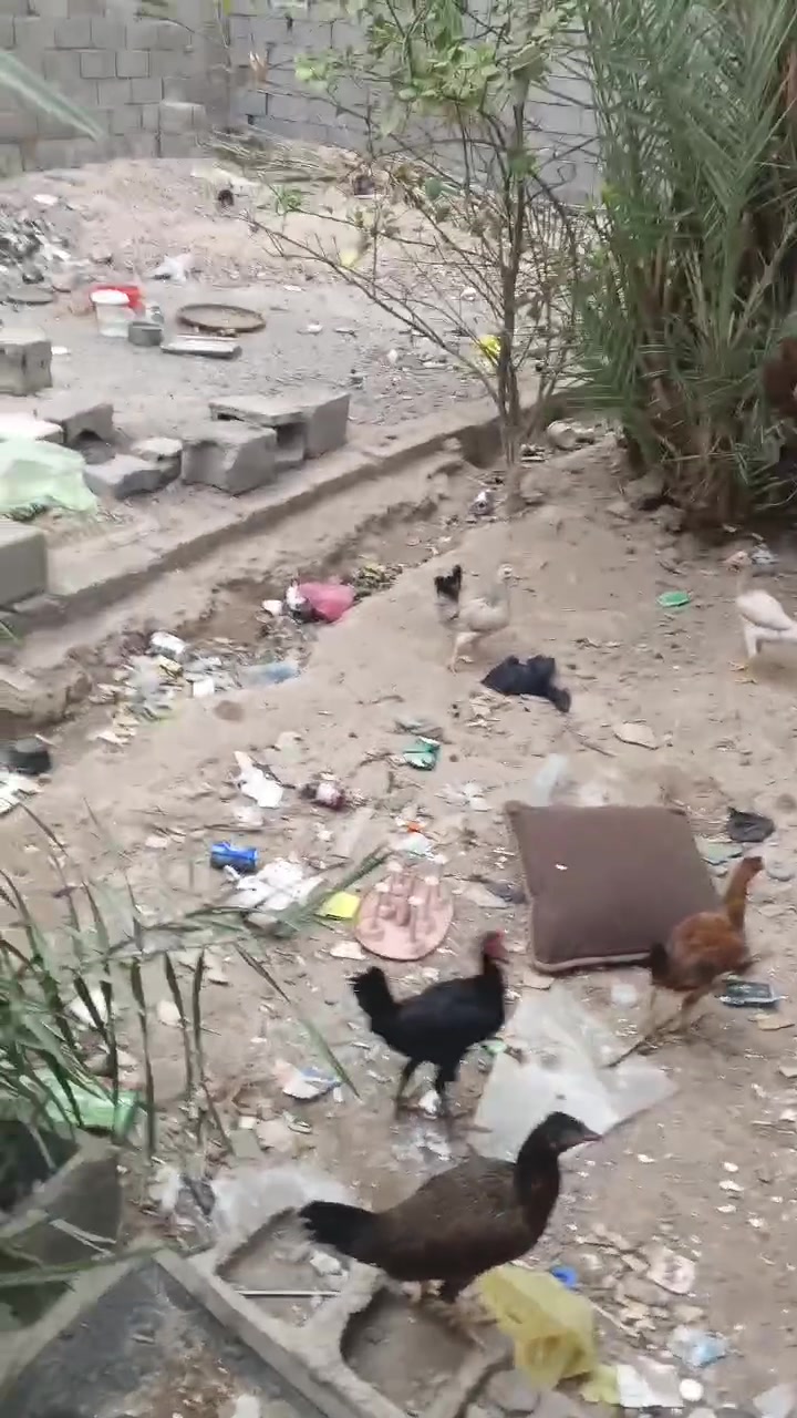 ٧ دجاجات • ٢ ديج • صغار بنتايات
