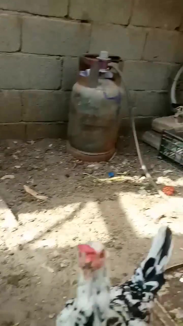 بيض • ورد • كربلاء