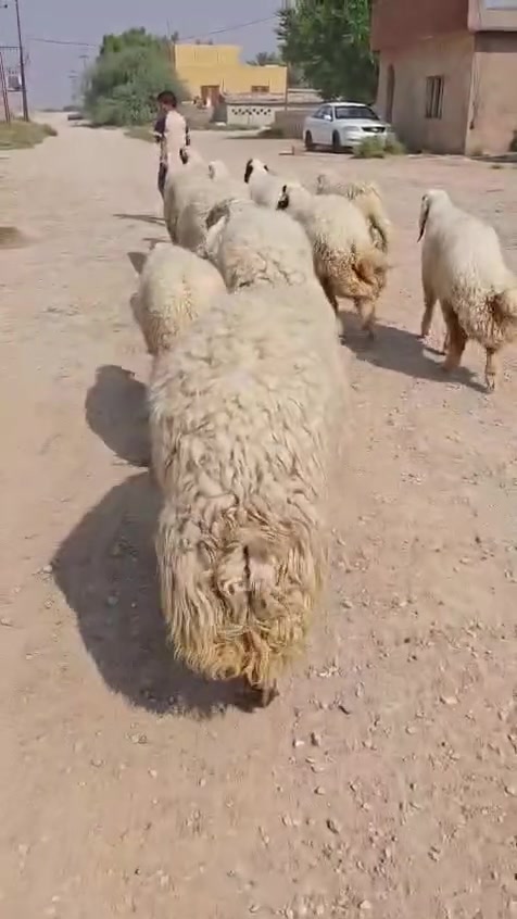كريشيات • ١٢ • توصيل