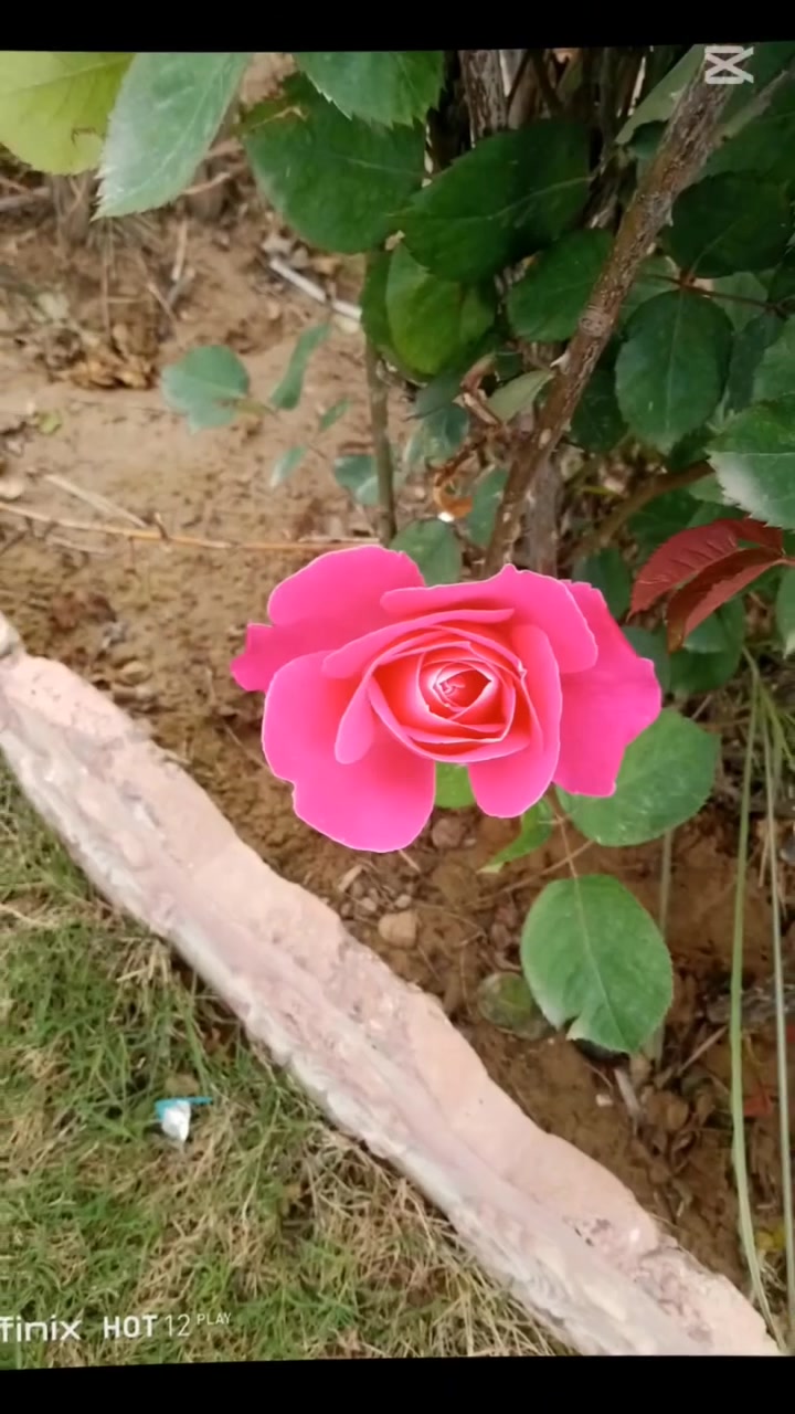 مشتل النور • قريه 10 • نباتات وزهور
