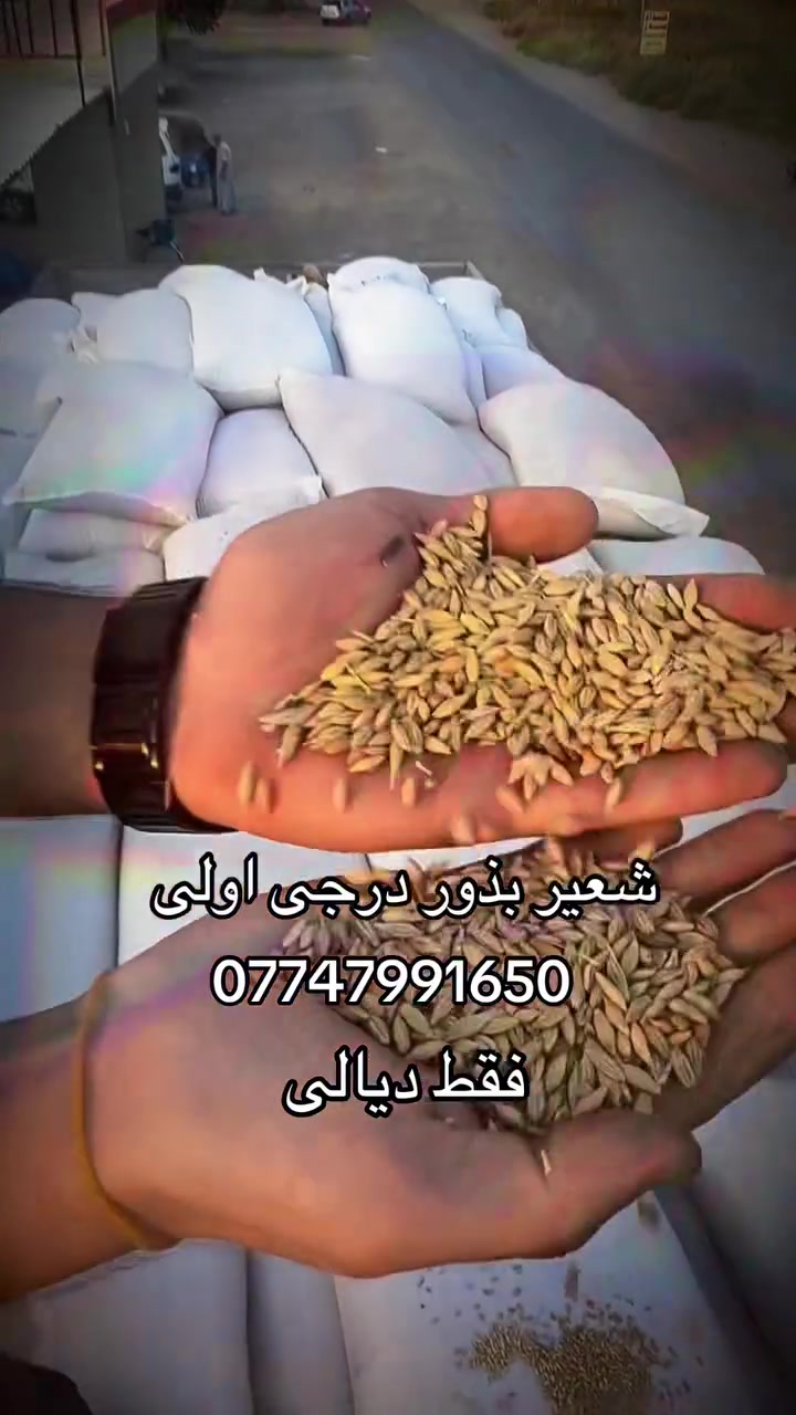 لا توجد تفاصيل
