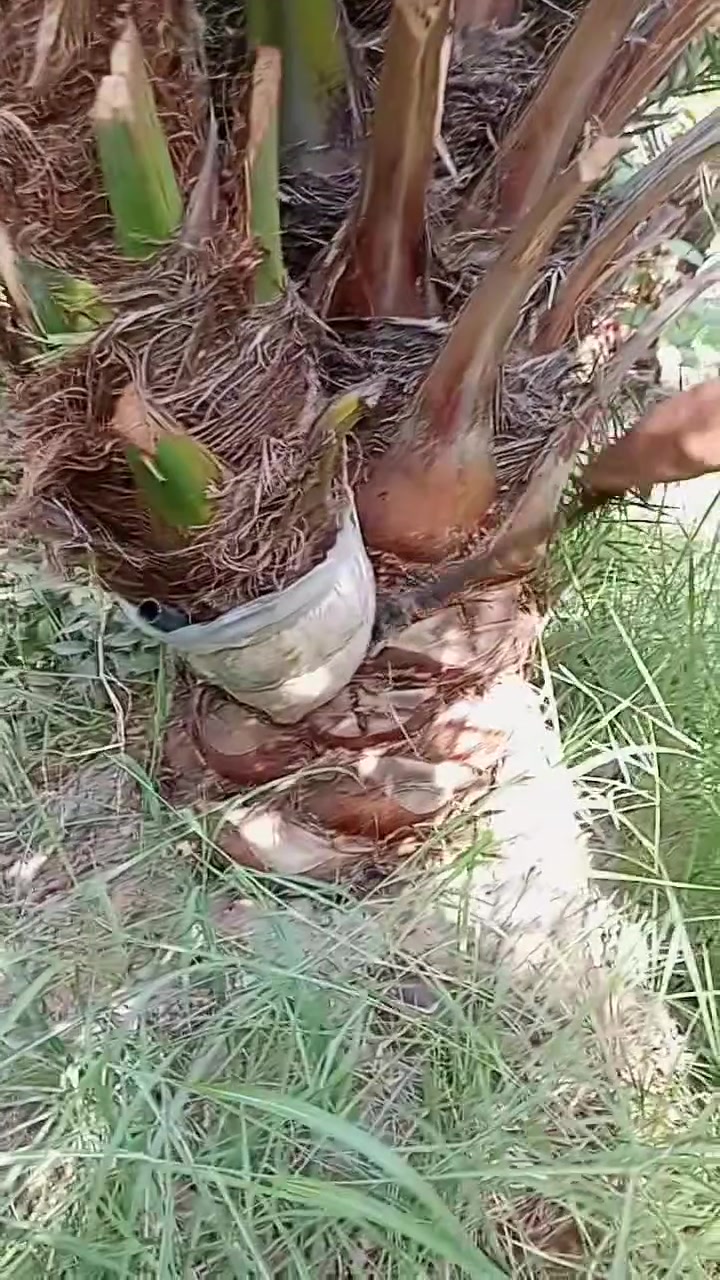 العنوان واسط عزيزيه قرب مطبات الهاشمي للاستفسار الاتصال على الرقم التالي ***********
